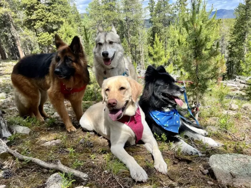 Dog hiking gear